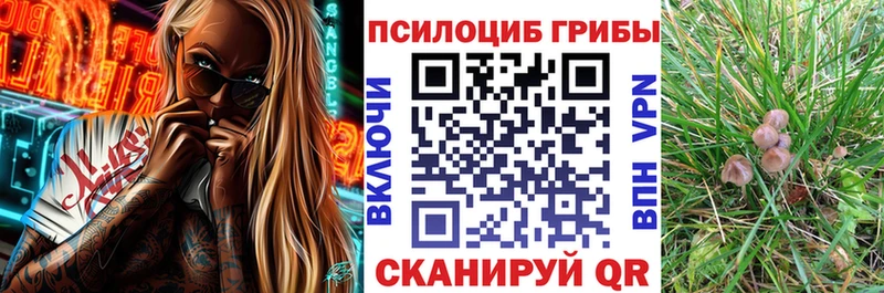 Псилоцибиновые грибы Cubensis  Купить где  Подольск 